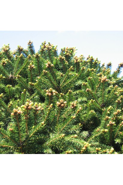 Ялина європейська Баррі темно-зелена хвоя